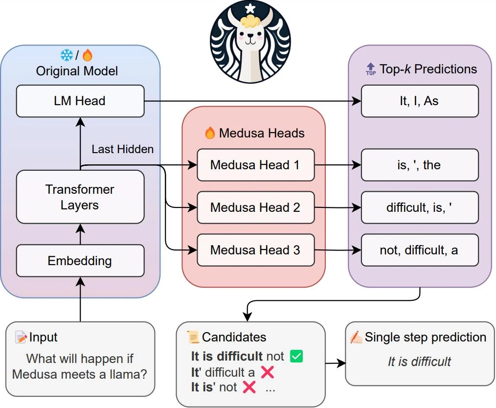 Medusa architecture: extra decoding heads on the last hidden state propose top-k tokens for the next positions; candidates are verified in one step